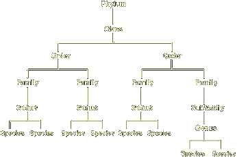 Bird Classifications/Families