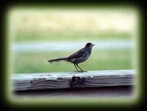 catbird