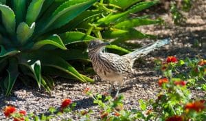 how to attract roadrunners