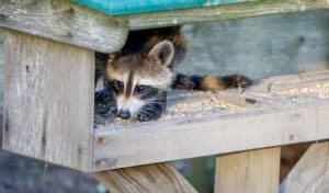 how to keep raccoons away from bird feeders
