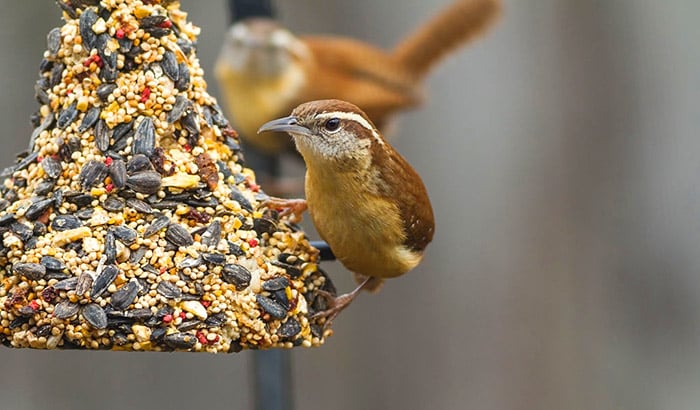 how to make homemade birdseed blocks