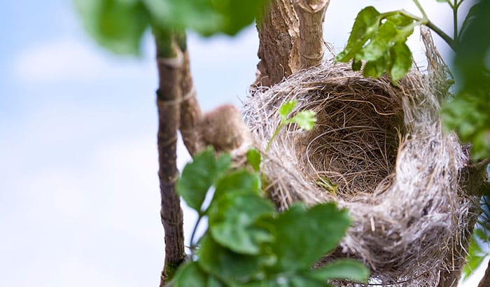 how to move a bird nest with eggs