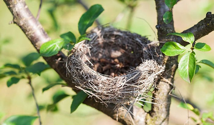 how to move a bird nest