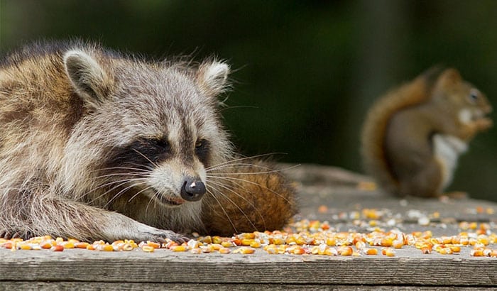 things that draw raccoons to bird feeders