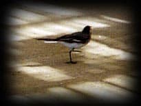 wagtail