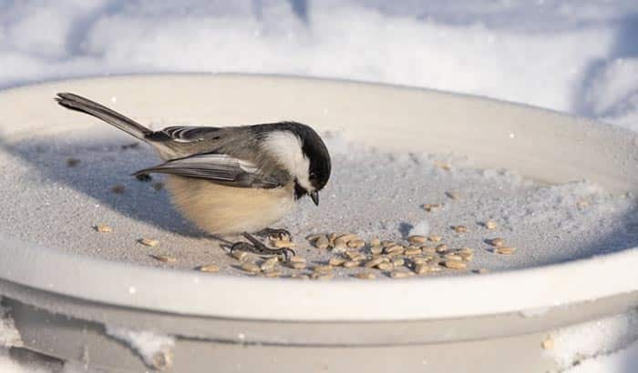 what is special about chickadees