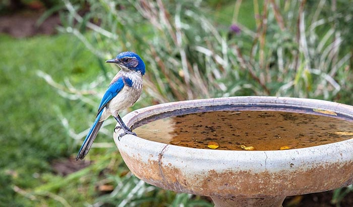 where to place a bird bath