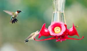 do hummingbird feeders attract bees