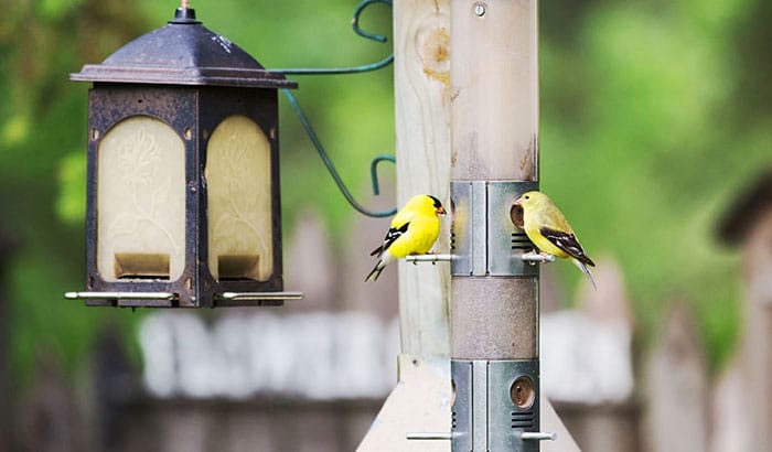 how do birds find feeders