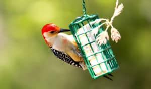 how to hang suet feeder