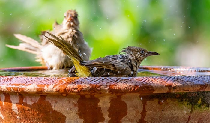 how to keep bird baths clean