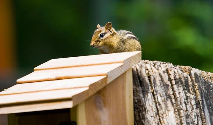how to keep chipmunks out of bird feeder