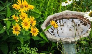 how to keep mosquitoes out of bird bath