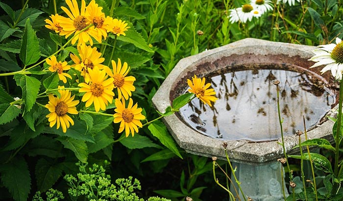 how to keep mosquitoes out of bird bath