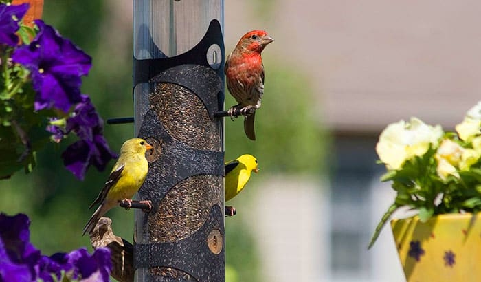 how to make a finch feeder