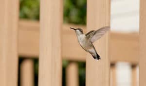 how to make a hummingbird house