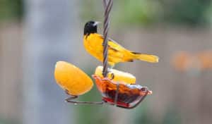 how to make a jelly bird feeder