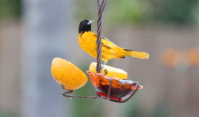 how to make a jelly bird feeder