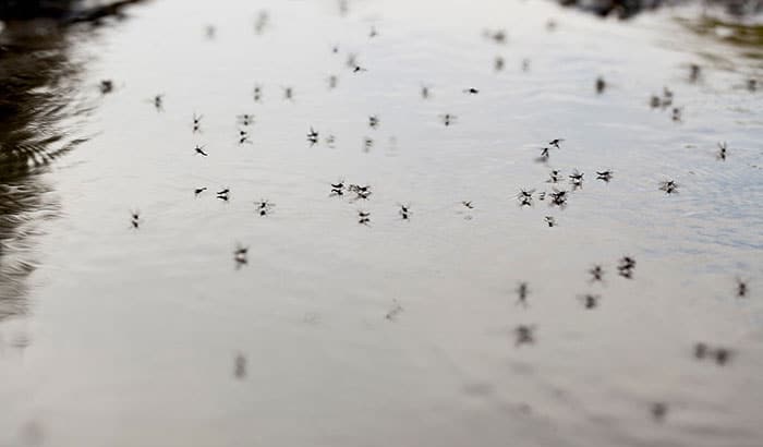 keep mosquitoes out of my bird bath