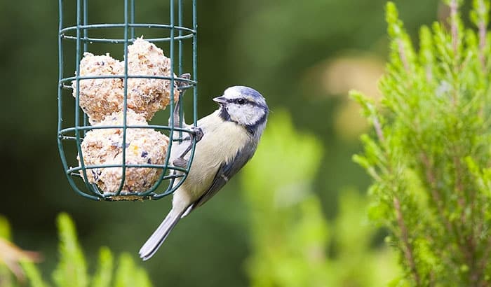 what to do if birds are not coming to your suet feeders