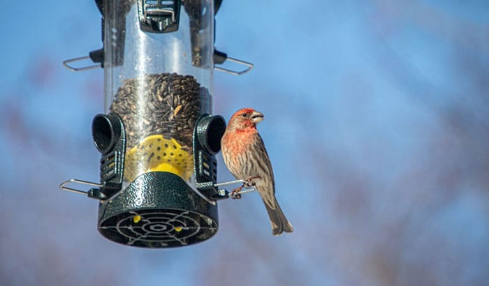 why aren't finches coming to my feeder