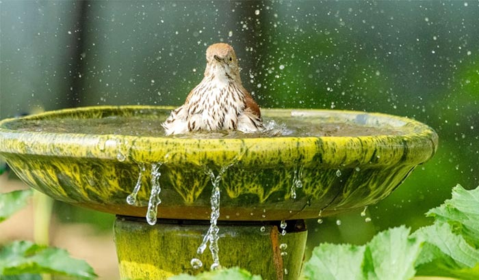 why i want a clean bird bath