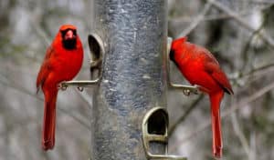 best bird feeder for cardinals