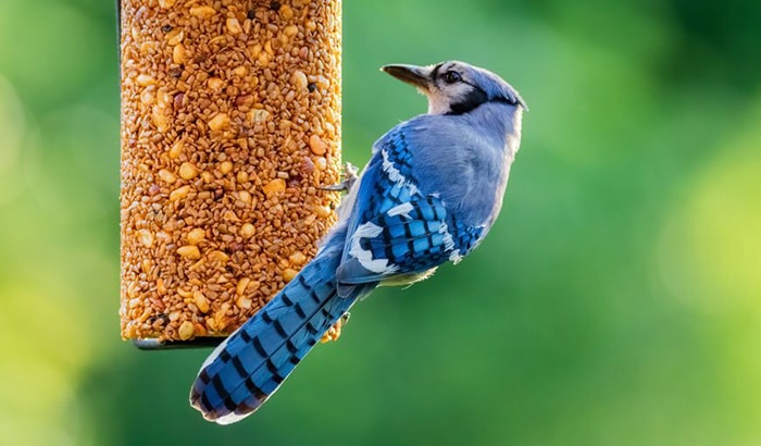 best bird feeders for blue jays