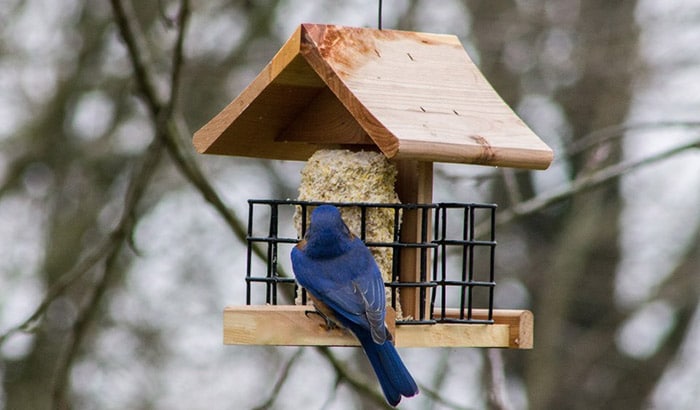 Amish-Made Bluebird Feeder Blue and Weathered Wood Eco-Friendly Poly-Wood Hanging Blue Bird Feeder 