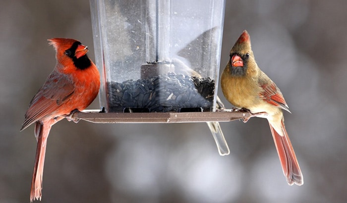 best cardinal bird feeder