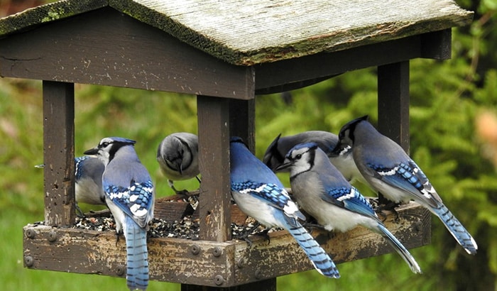 best feeder for blue jays