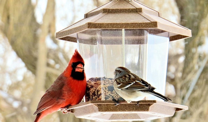 best feeder for cardinals