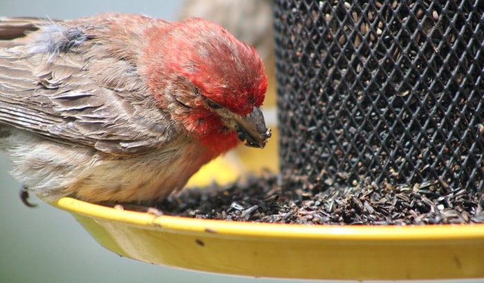 best finch feeders