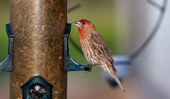 best goldfinch feeders