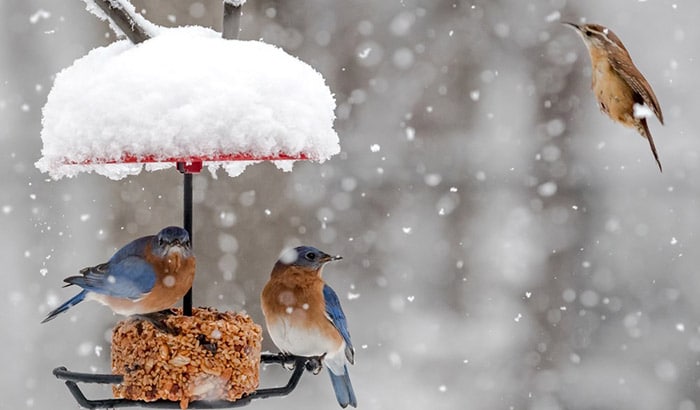 best mealworm feeder for bluebirds