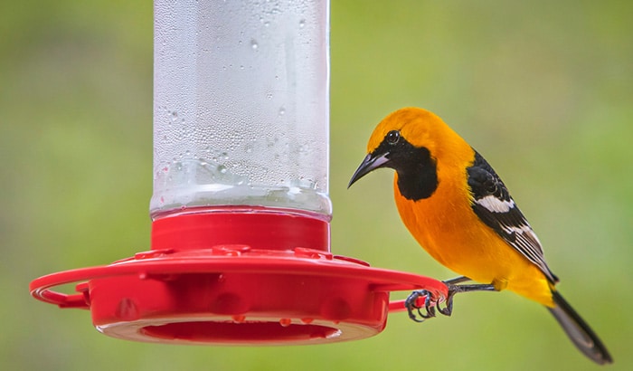 best oriole feeders with bee guard