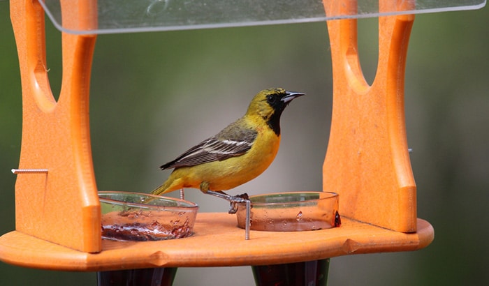 best oriole feeders