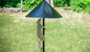 best squirrel baffle