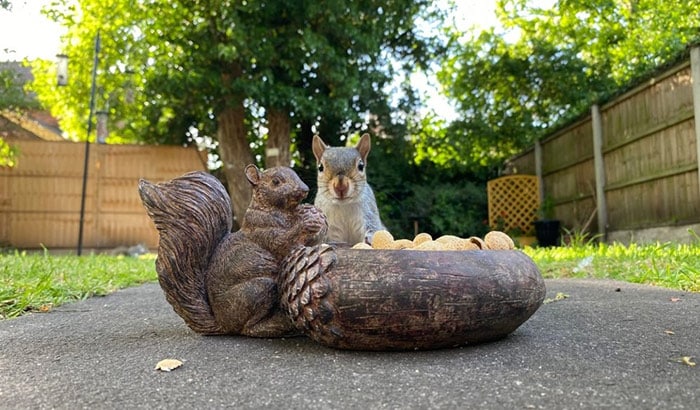 best squirrel feeder