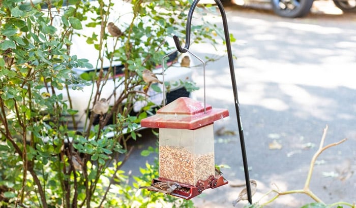 best squirrel proof bird feeder pole