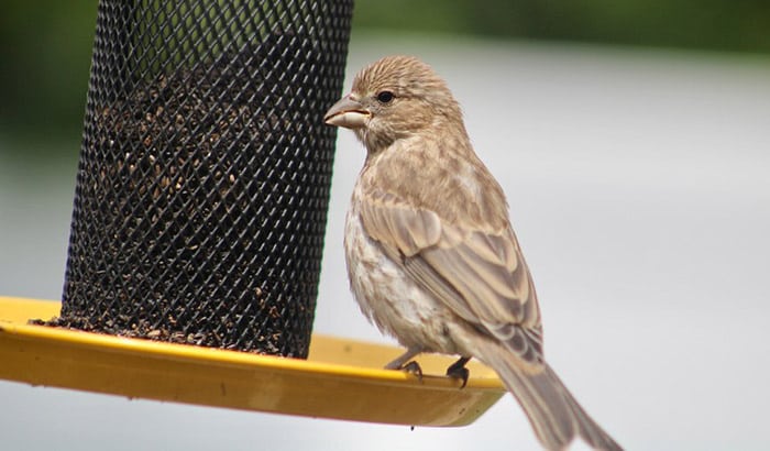 best thistle bird feeders