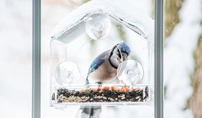 best window bird feeders