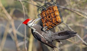 best woodpecker feeder