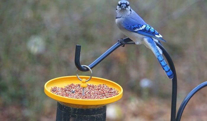 blue jay bird feeder
