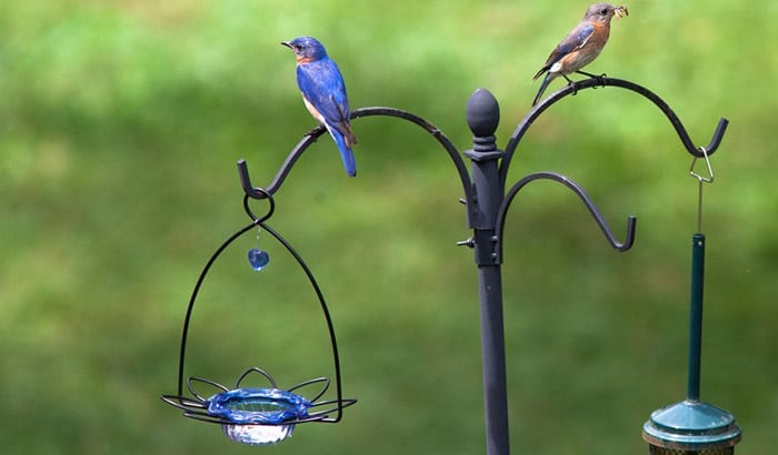 bluebird mealworm feeder