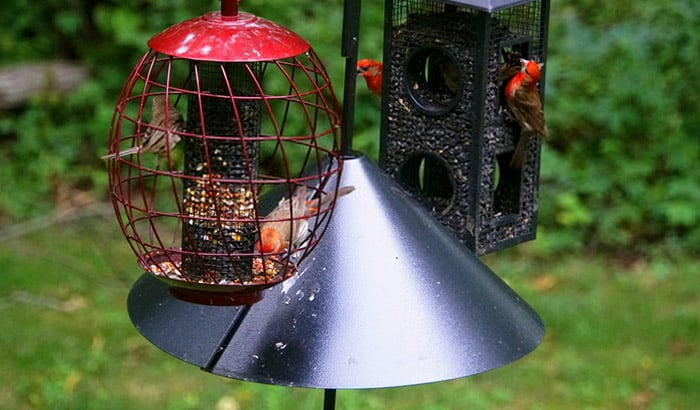 hanging squirrel baffle