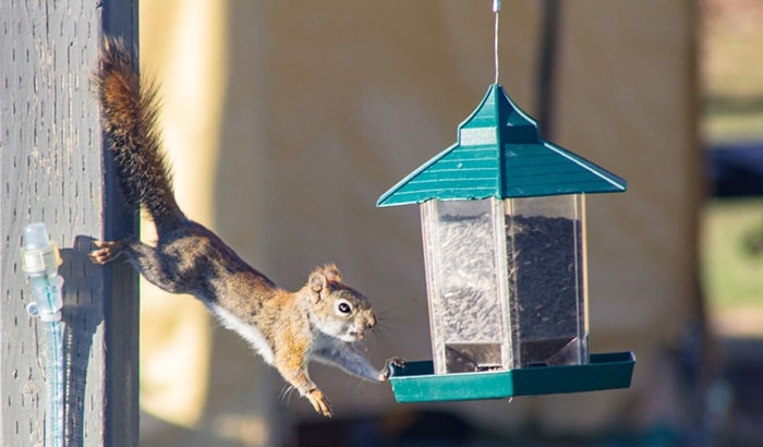 hanging squirrel feeders