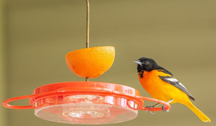 homemade oriole feeders