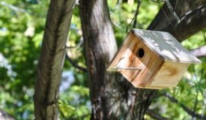 how to build a wren birdhouse