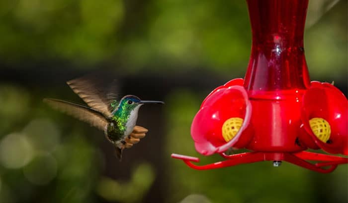 How to Clean Bird Feeders with Vinegar